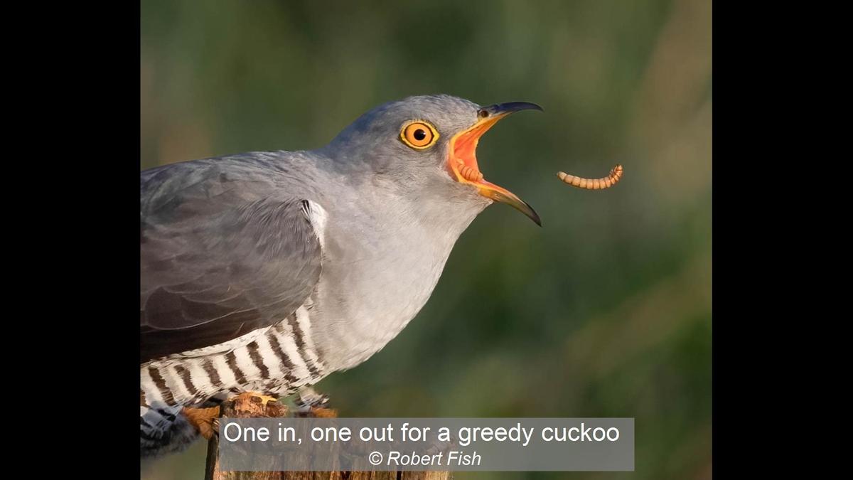 19_One in, one out for a greedy cuckoo_Robert Fish